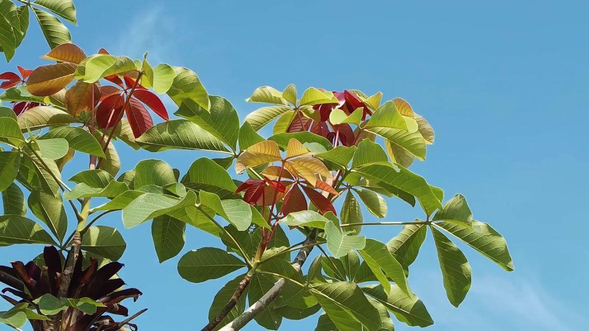 Blue Orange Green Leaf Logo - Red Orange And Green Leaves With blue Sky in Background - Free HD ...