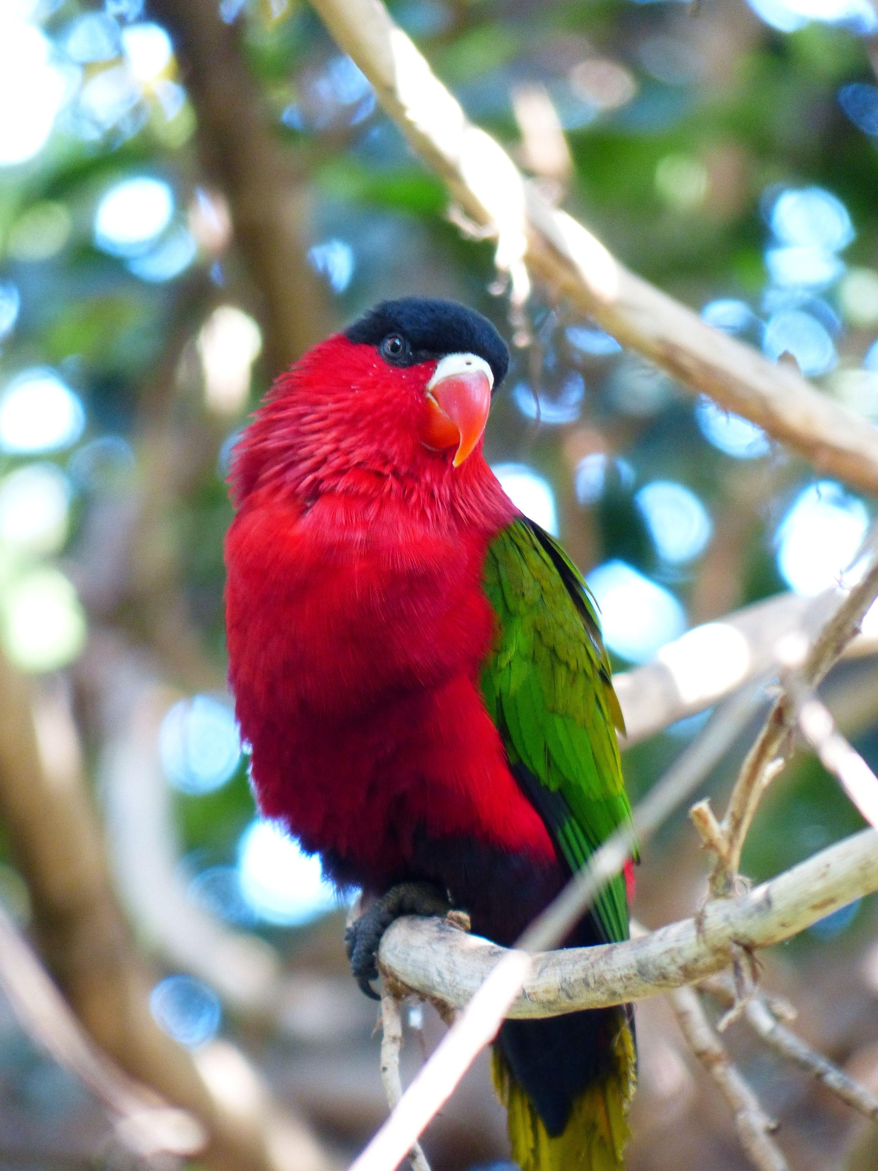 A Red N Green Bird Logo - red black and green bird free image | Peakpx