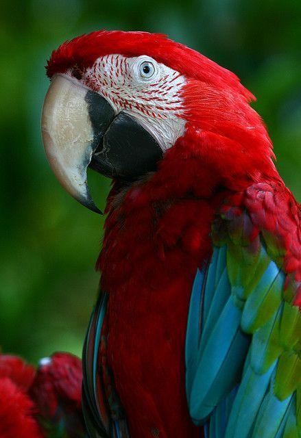 A Red N Green Bird Logo - Red and green Macaw, Singapore Zoo | Places to Visit | Pinterest ...
