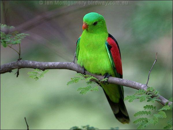 A Red N Green Bird Logo - Christmas Birds – Red and Green 2013 | Lee's Birdwatching Adventures ...