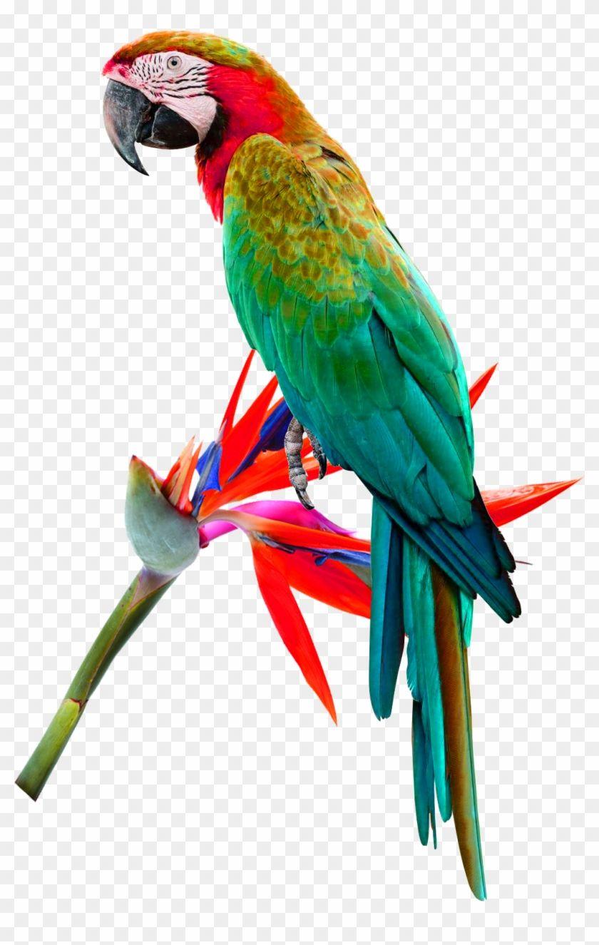 A Red N Green Bird Logo - Bird Red Lored Amazon Red And Green Macaw Cockatoo - Bird Red Lored ...