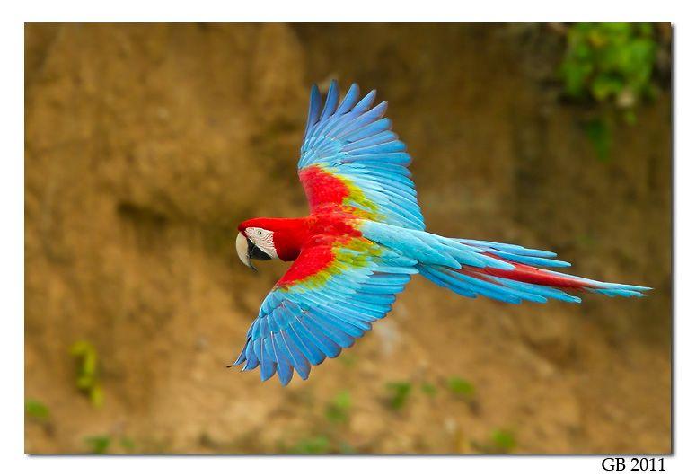 A Red N Green Bird Logo - RED AND GREEN MACAW