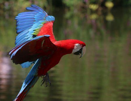 A Red N Green Bird Logo - Green-Wing Macaws Bird Species Profile