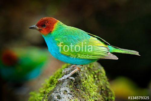 A Red N Green Bird Logo - Bay-headed Tanager, Gyrola toddi, exotic tropic blue tanager with ...