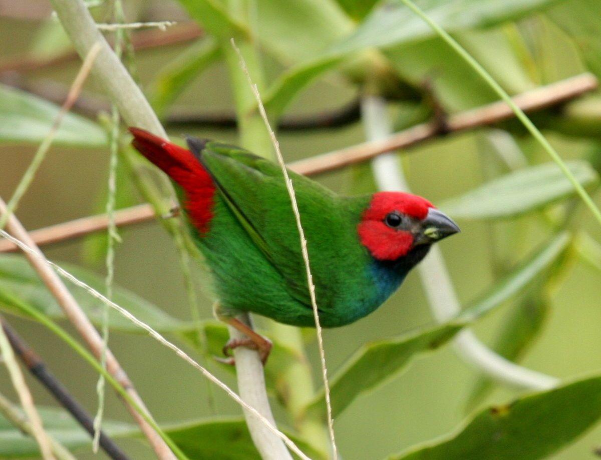 A Red N Green Bird Logo - Fiji parrotfinch