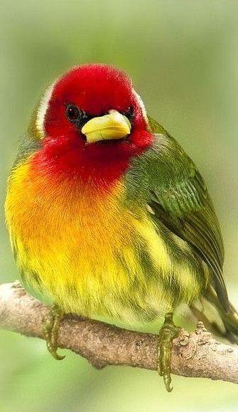 A Red N Green Bird Logo - Red yellow green | Aviary 2 | Pinterest | Birds, Beautiful birds and ...