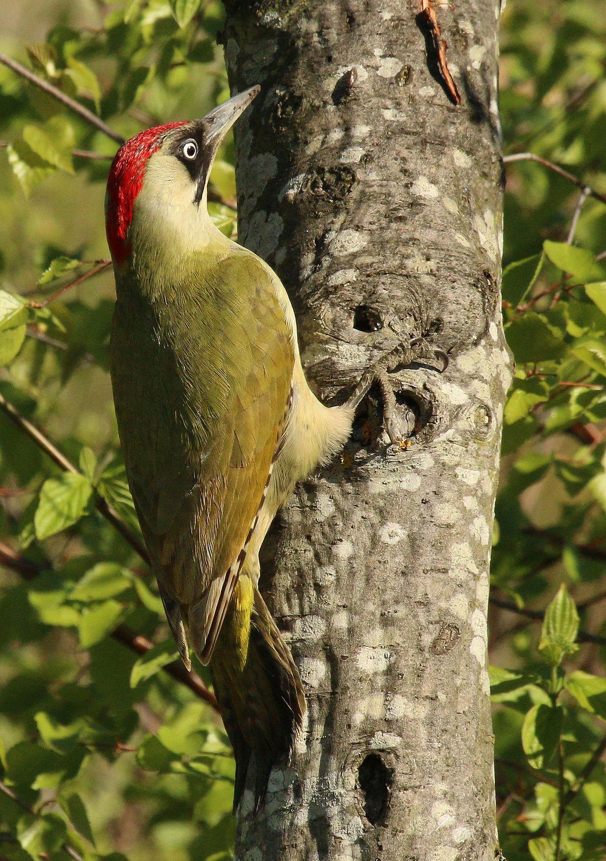 A Red N Green Bird Logo - European green woodpecker