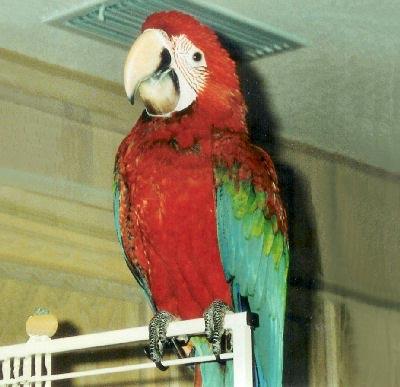 A Red N Green Bird Logo - Green-winged Macaw, Green Wing Macaw, Ara chloroptera Bird Guide