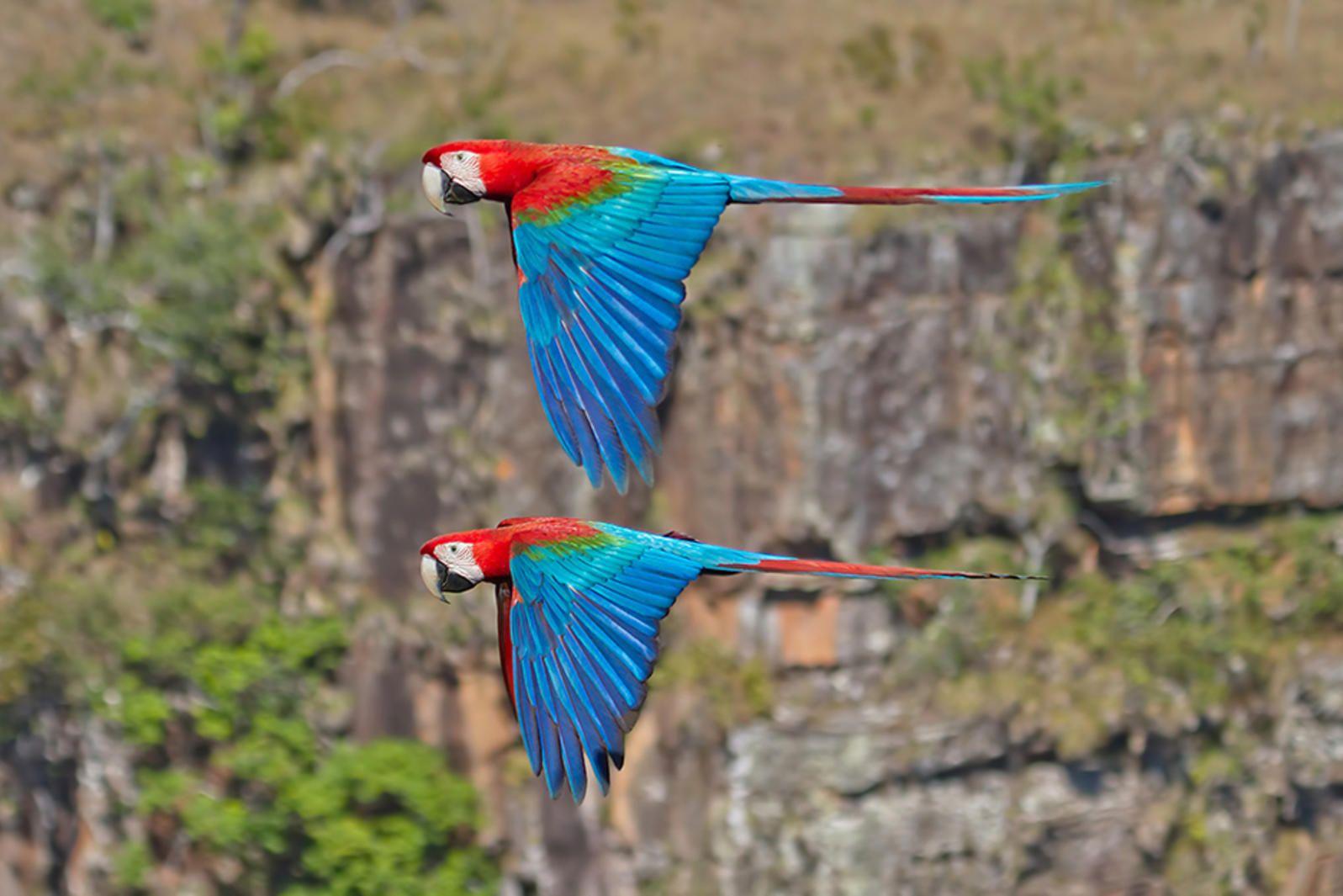 A Red N Green Bird Logo - Photo of the Day: Red-and-Green Macaw | Audubon