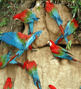 A Red N Green Bird Logo - Red And Green Macaw (Ara Chloropterus)