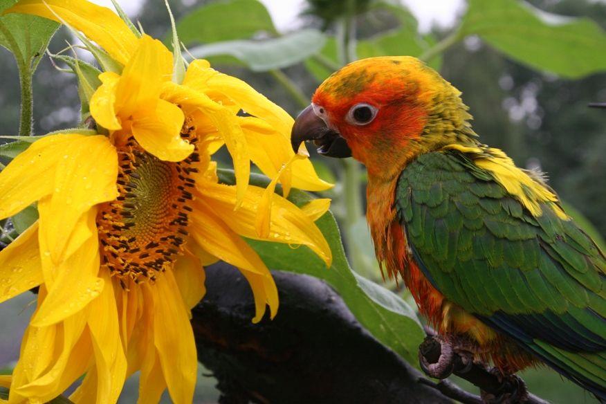 A Red N Green Bird Logo - Birds of a Feather to Soar at Flower Show | Pennsylvania ...