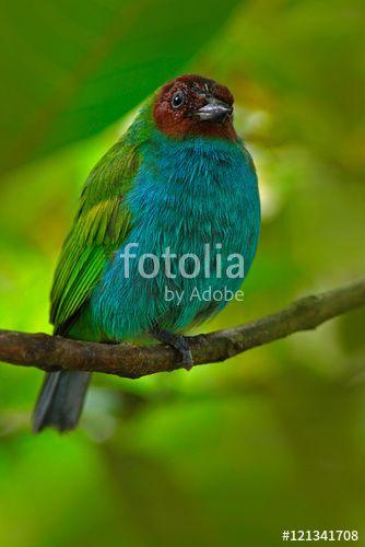 A Red N Green Bird Logo - Bay Headed Tanager, Tangara Gyrola, Exotic Tropic Blue Tanager