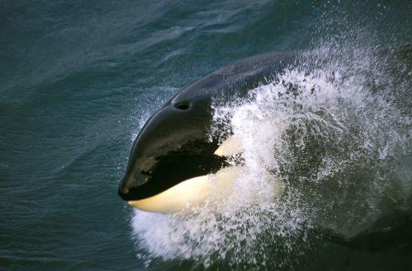Orca Movie Logo - Killer whale or Orca Kieko, star of the movie Free Willy Orcinus