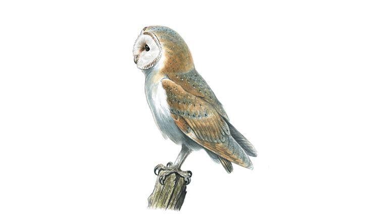 Brown Owl Logo - Barn Owl | Facts About Barn Owls - The RSPB