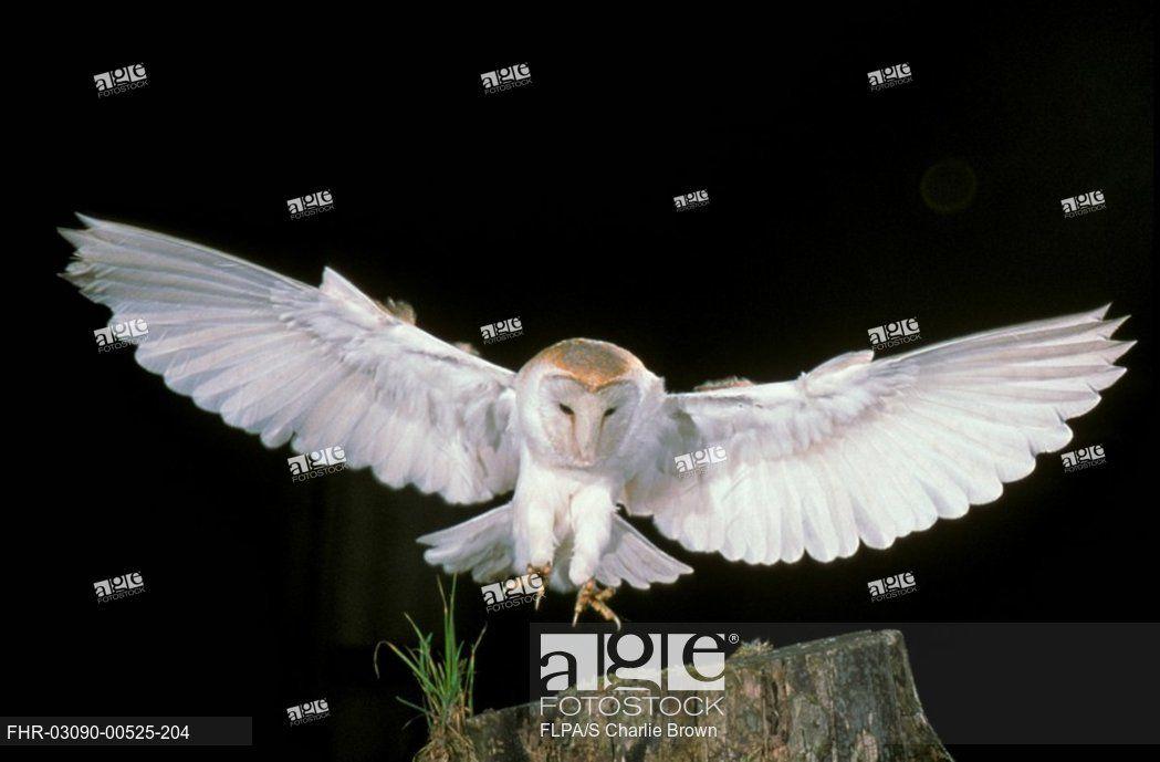 Brown Owl Logo - Barn Owl LOGO USE Tyto alba In flight / about to land on tree