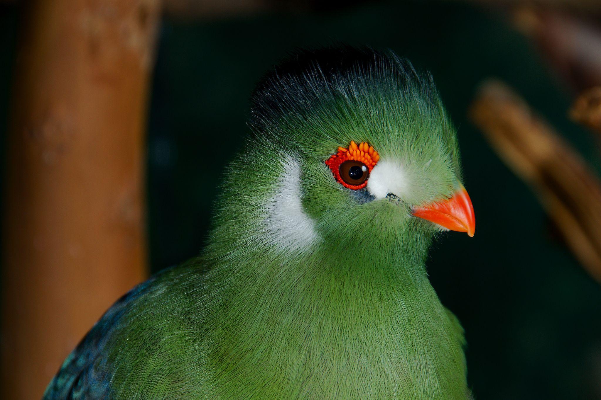 White Green Bird Logo - Green Birds From Around the World
