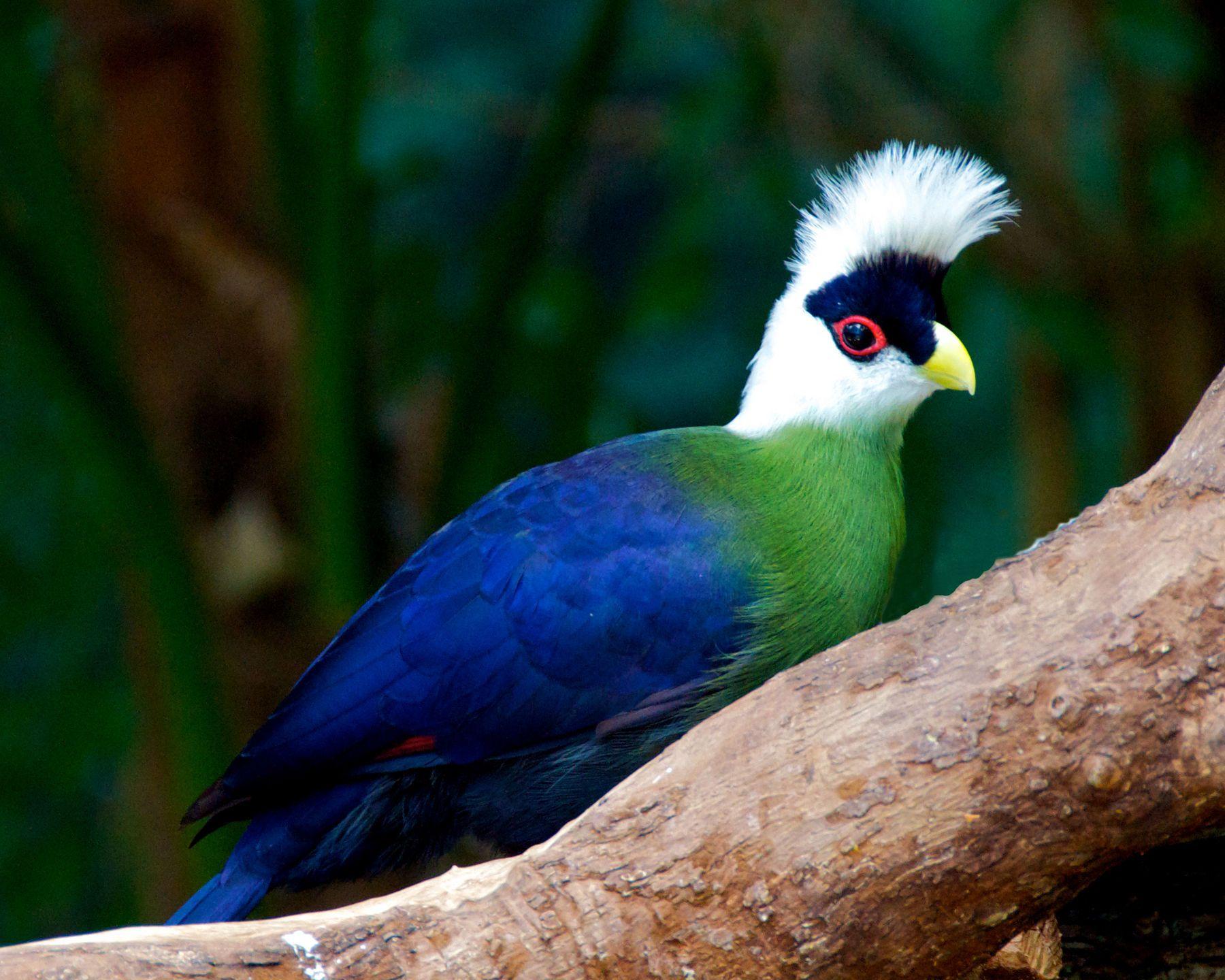 White Green Bird Logo - Turacos are the only 'true' green bird. Most green birds are