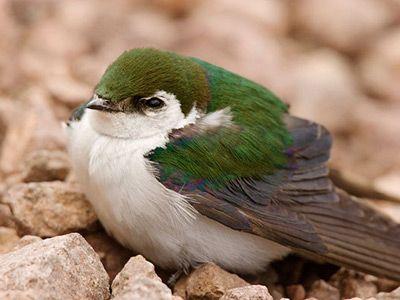 White Green Bird Logo - Pecos Breeding Bird Inventory (U.S. National Park Service)