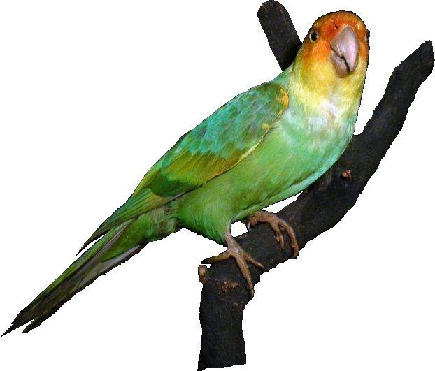 White Green Bird Logo - The Beautiful Green Bird of Eastatoe | toxawaytellit