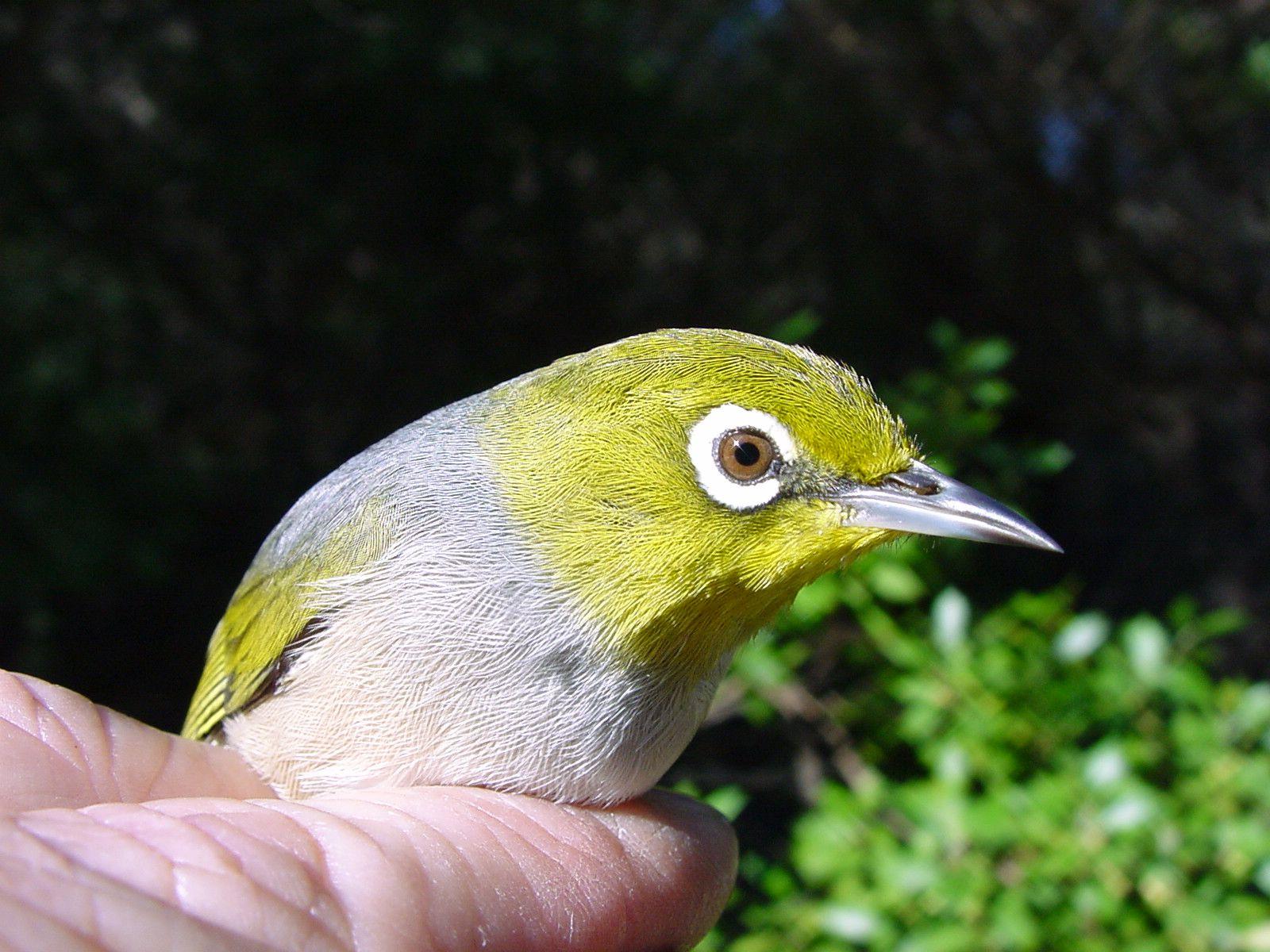 White Green Bird Logo - Silvereye. BIRDS in BACKYARDS