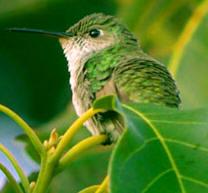 White Green Bird Logo - Yucatan Bird Guide List and Photo: Birding at Hacienda Chichen