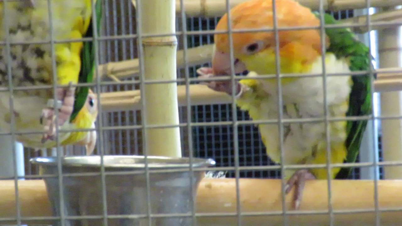 White Green Bird Logo - Caiques are Adorable Orange, Yellow, White & Green Birds Reptile ...
