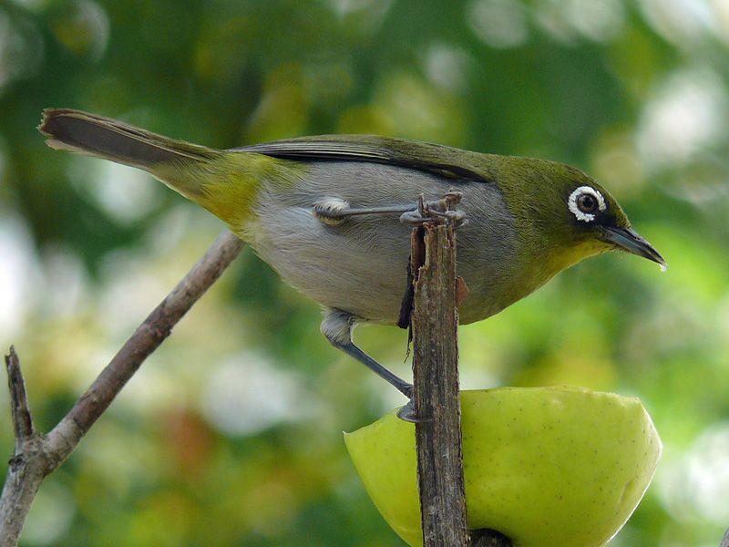 White Green Bird Logo - The Cape white-eye | Birds of Eden Free Flight Sanctuary ...