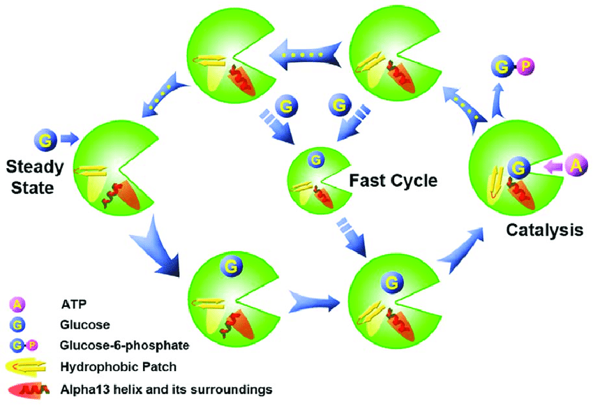 Circle with Whole Arrow Logo - An atomic mechanism for the whole catalytic circulation of GK
