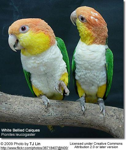 White Green Bird Logo - White-bellied, White-breasted, Apricot-headed or Yellow-thigh ...