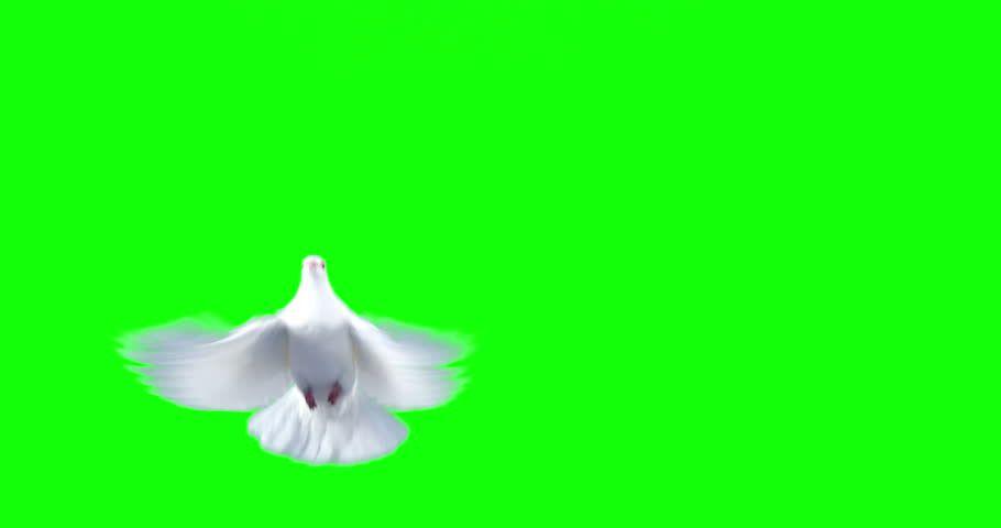 White Green Bird Logo - White dove bird flying against green background