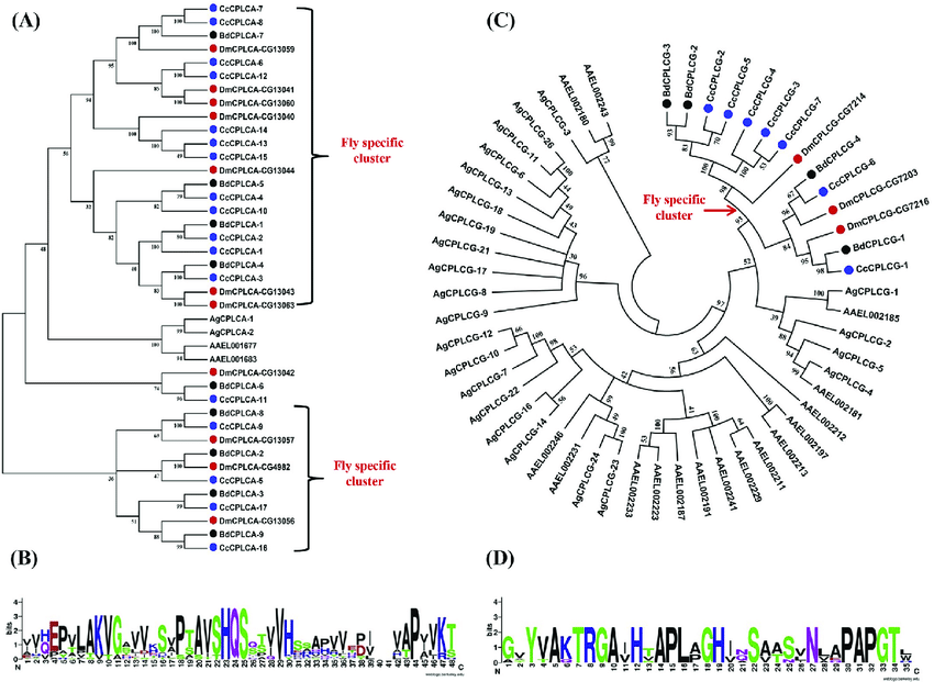 Black Circle Red C Logo - Phylogenetic relationship of CPLCA (A) and CPLCG (C) from Bactrocera