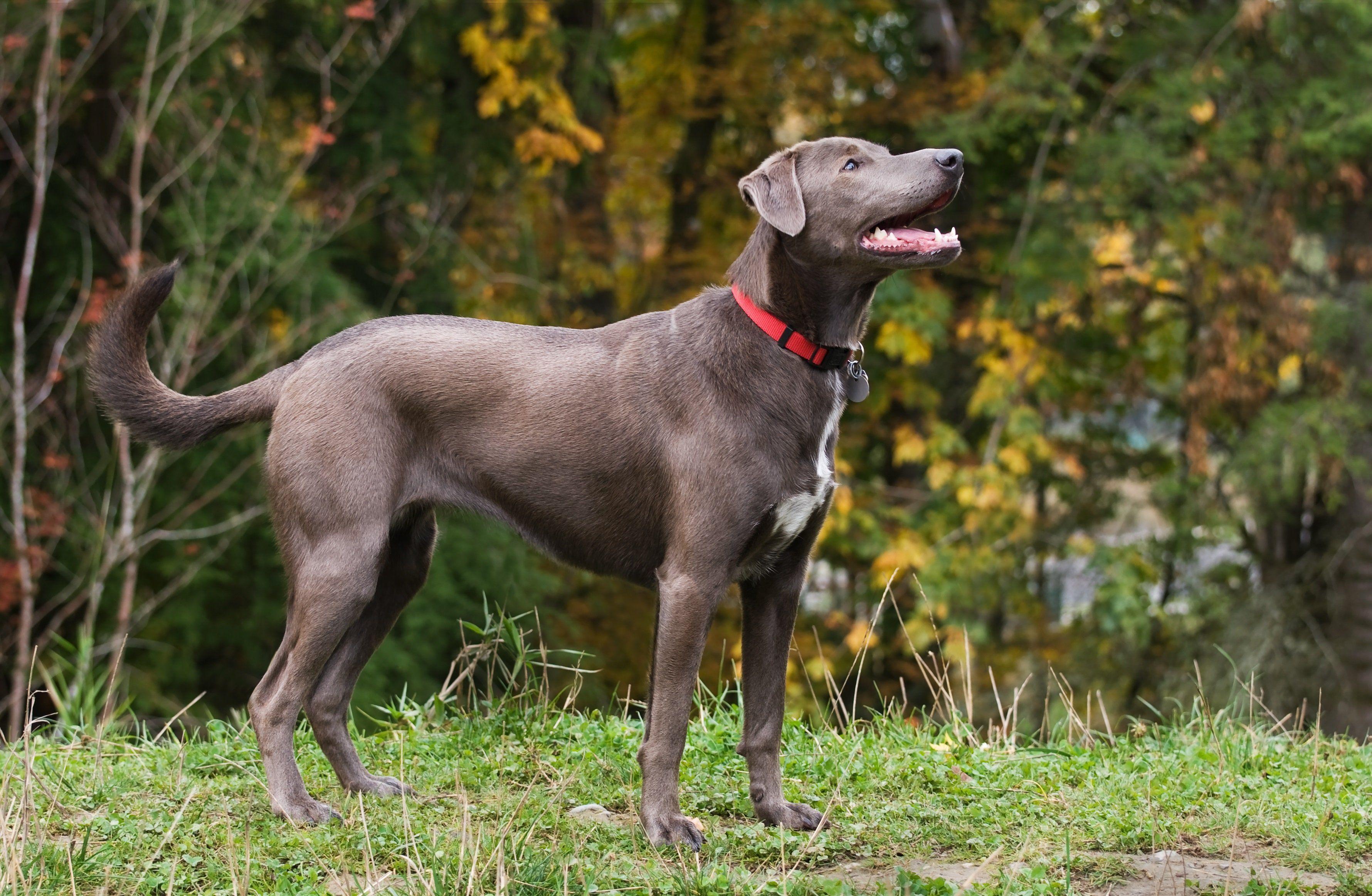 Blue Dog Running Logo - Blue Lacy Dog Breed Information & Pictures – Dogtime
