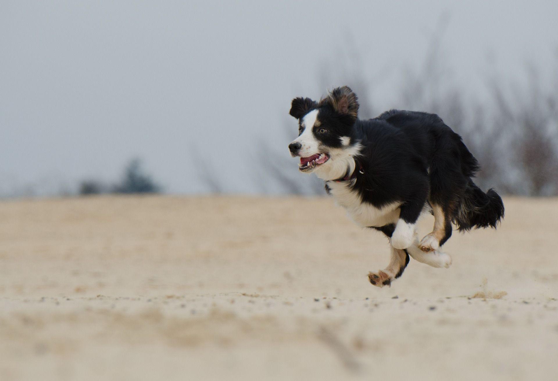Blue Dog Running Logo - Dog Safety Archives - BlueDog