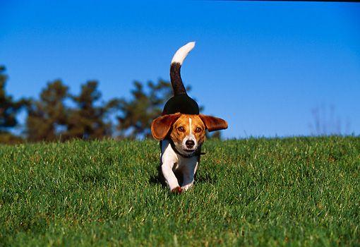 Blue Dog Running Logo - Beagle Running On Grass Hill Trees Background Blue Sky | Kimballstock