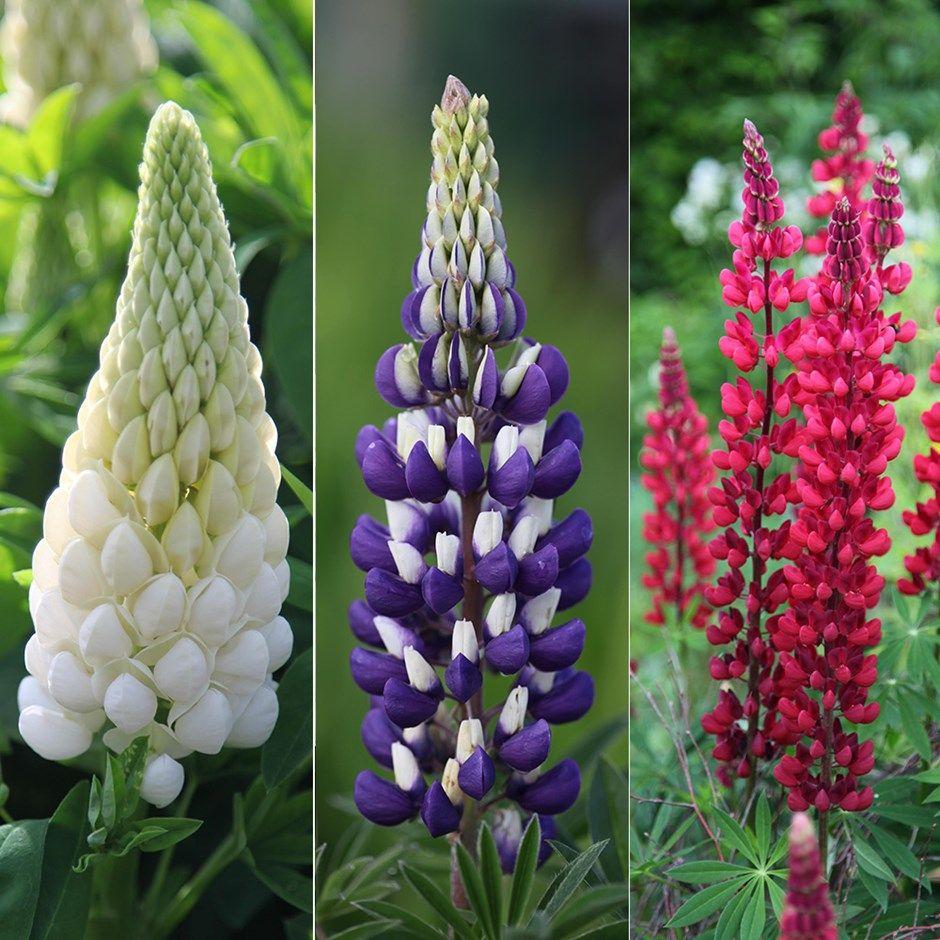 Lupin Flower for Green Logo - Noble Lupin collection