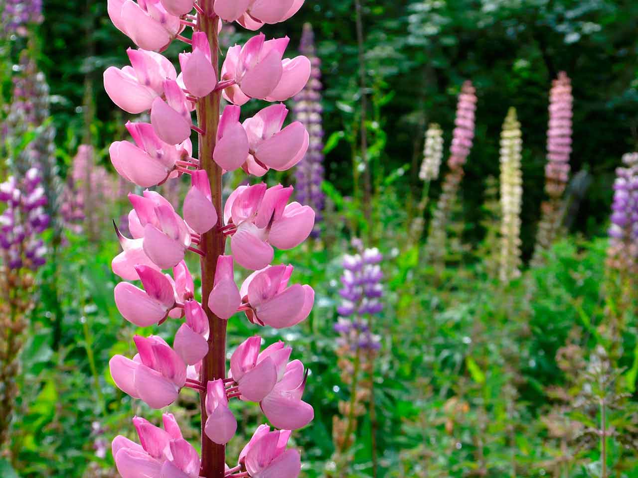 Lupin Flower for Green Logo - How to grow lupins