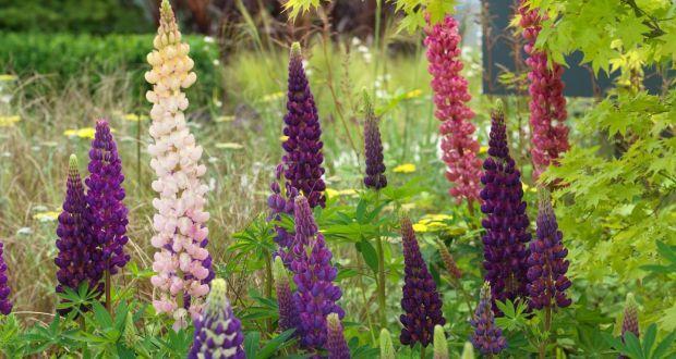 Lupin Flower for Green Logo - How to grow lovely lupins, cosmos and columbine for summer