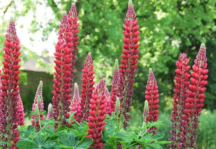 Lupin Flower for Green Logo - Lupinus 'My Castle' (Lupine)