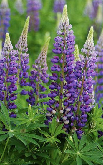 Lupin Flower for Green Logo - Daylilies in Australia Growing Russell Lupins - How to Care For ...