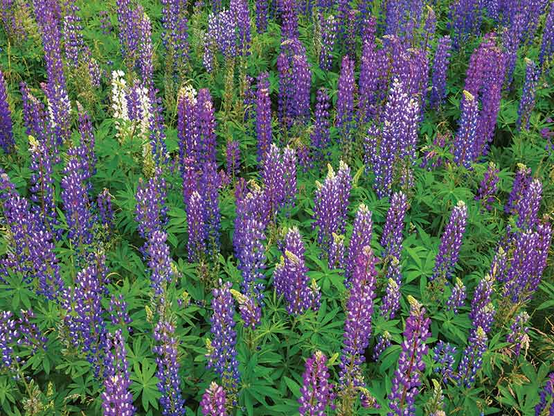 Lupin Flower for Green Logo - Lavender, lilacs & lupins Home on the North Shore