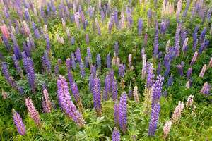 Lupin Flower for Green Logo - Lupine | plant | Britannica.com