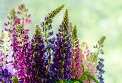 Lupin Flower for Green Logo - How to Grow Lupine Organically | Planet Natural