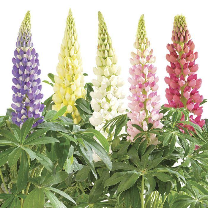 Lupin Flower for Green Logo - Lupini Mix Lupins