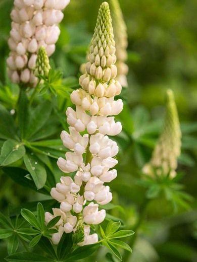 Lupin Flower for Green Logo - Lupinus 'Gallery White' (Lupine)