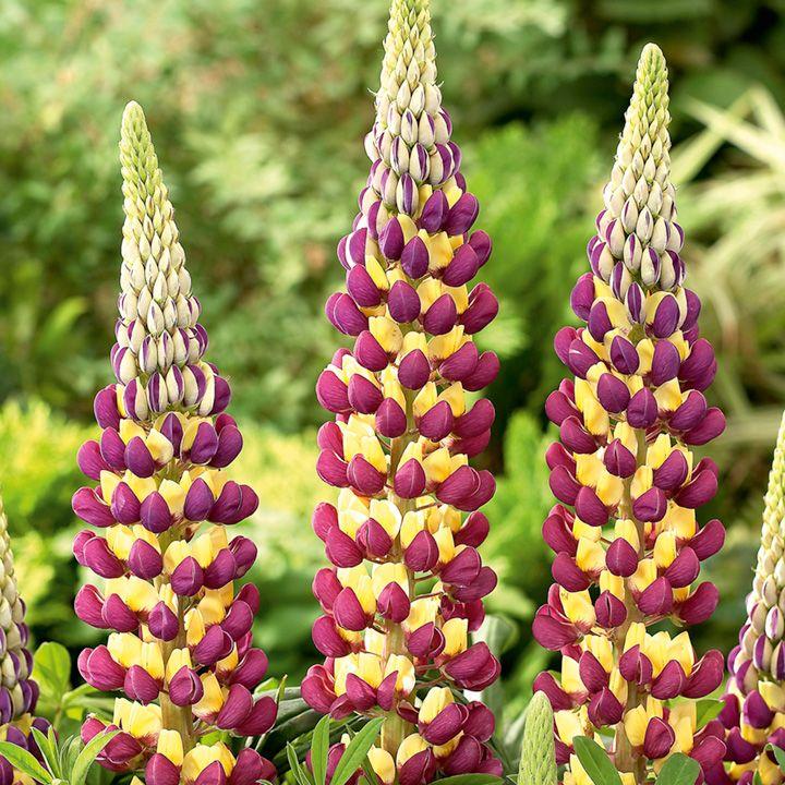 Lupin Flower for Green Logo - Lupin Manhattan Lights