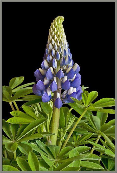 Lupin Flower for Green Logo - Mic UK: A Close Up View Of A Lupine Hybrid