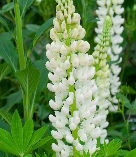 Lupin Flower for Green Logo - Lupinus 'Noble Maiden' (Lupine)