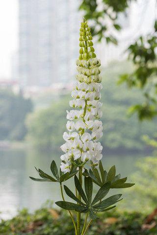 Lupin Flower for Green Logo - Lupins Silk Flowers Silk Flowers