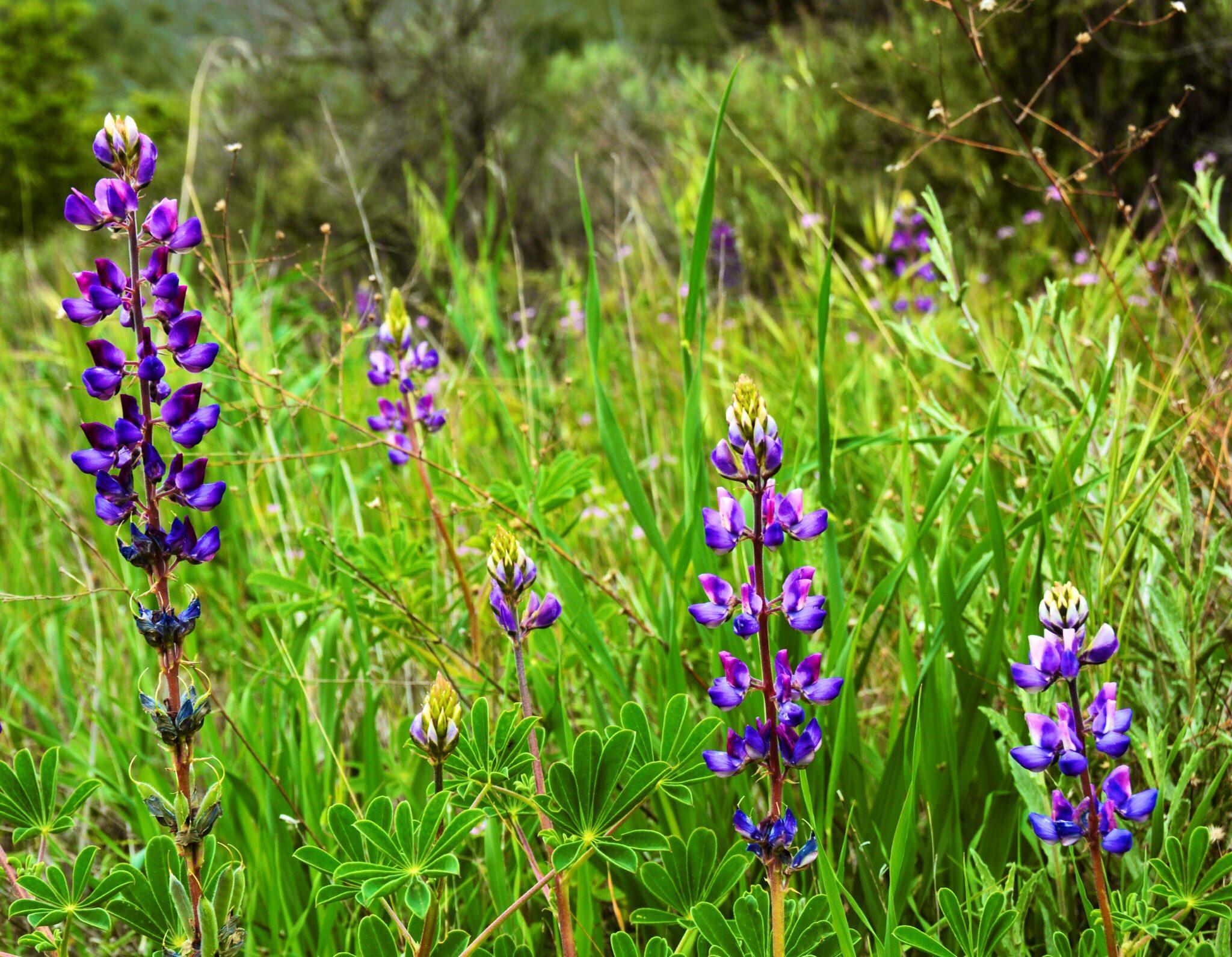 Lupin Flower for Green Logo - Connecticut Garden Journal: Jump On The Lupine Express. Connecticut