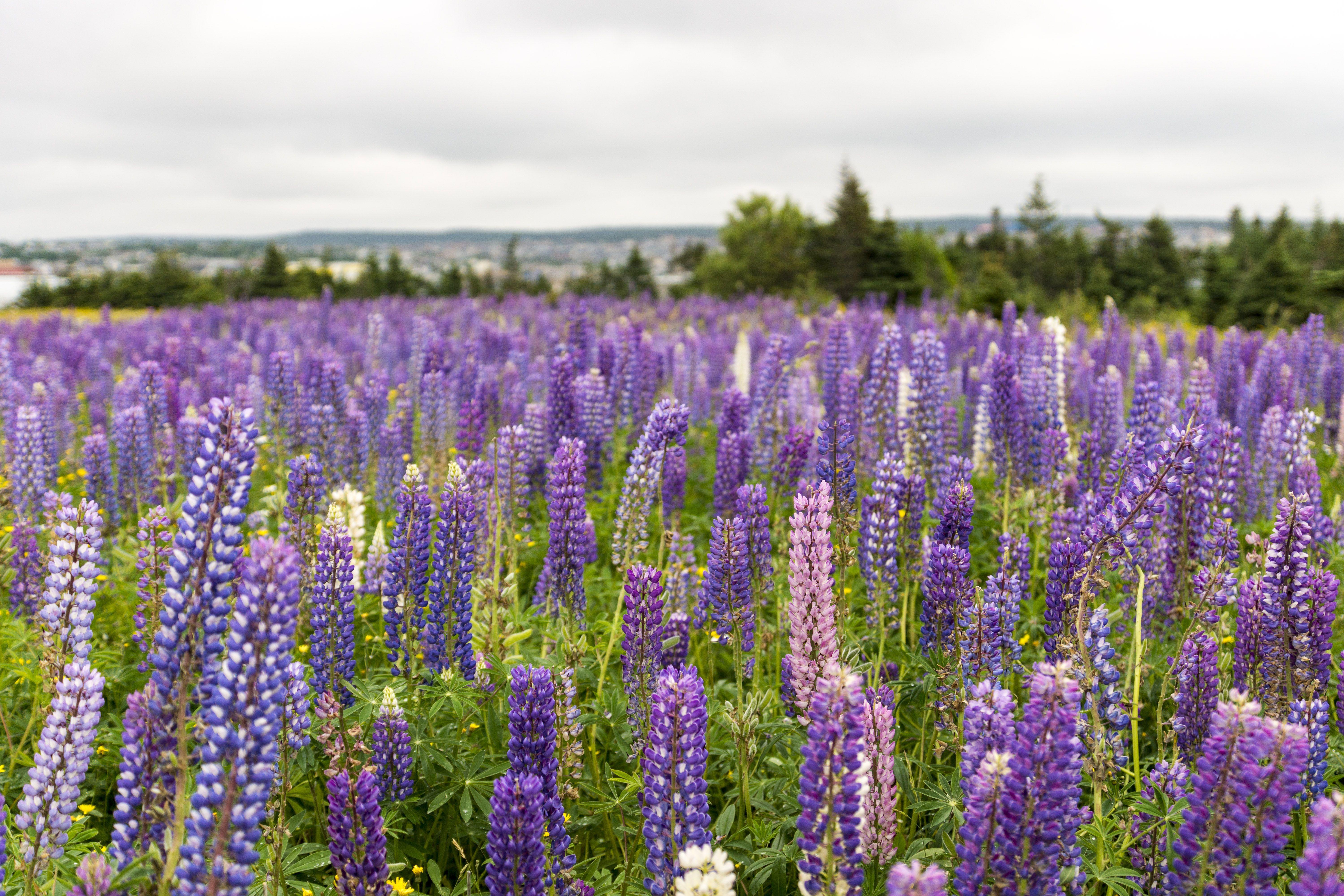 Lupin Flower for Green Logo - Lupinus